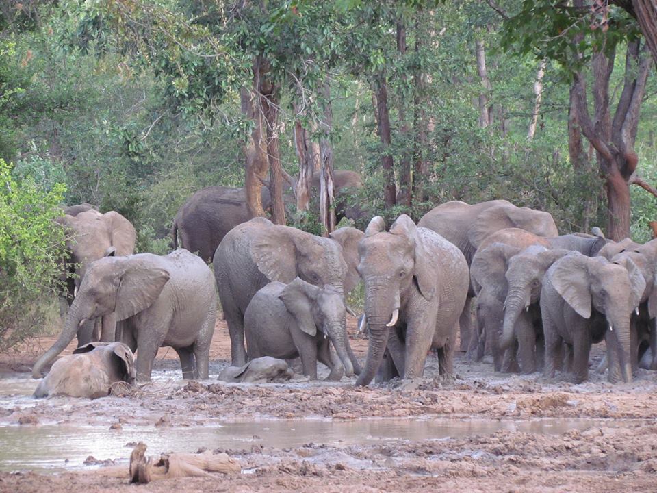 Op safari in Save Valley Conservancy